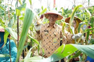 PJ.Walikota H.Elman,ST,MM Dampingi Kelompok WanitaTani Panen Raya Jagung Batik dan Bawang Merah Kelurahan Patih Galung Kecamatan Prabumulih Barat Kota Prabumulih