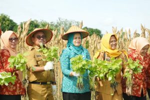 Tanam Cabai Serentak PKK dalam rangka Hari HKG-PKK ke-52 Tahun 2024 kota Prabumulih Sumatera Selatan
