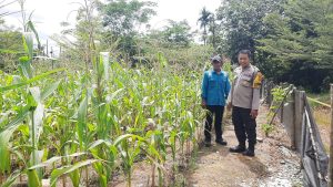 Polsek Lawang Kidul Lakukan Pengecekan Lahan Jagung Program Ketahanan Pangan di Lahan PTBA Tanjung Enim