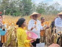 H.Arlan Panen Jagung dilahan perkbunan milik WargaPangkul Kecamatan Cambai
