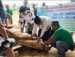 Sapi Qurban Presiden Prabowo Simental Seberat 802,5 Kg