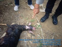 Dusun IX Desa Beringin Kecamatan Lubai Mencekam,Diduga Hewan Ternak Mati di Mangsa Kucing Raksasa