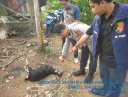 Ternyata Kambing yang Mati di Dusun IX Desa Beringin Bukan di Mangsa Harimau